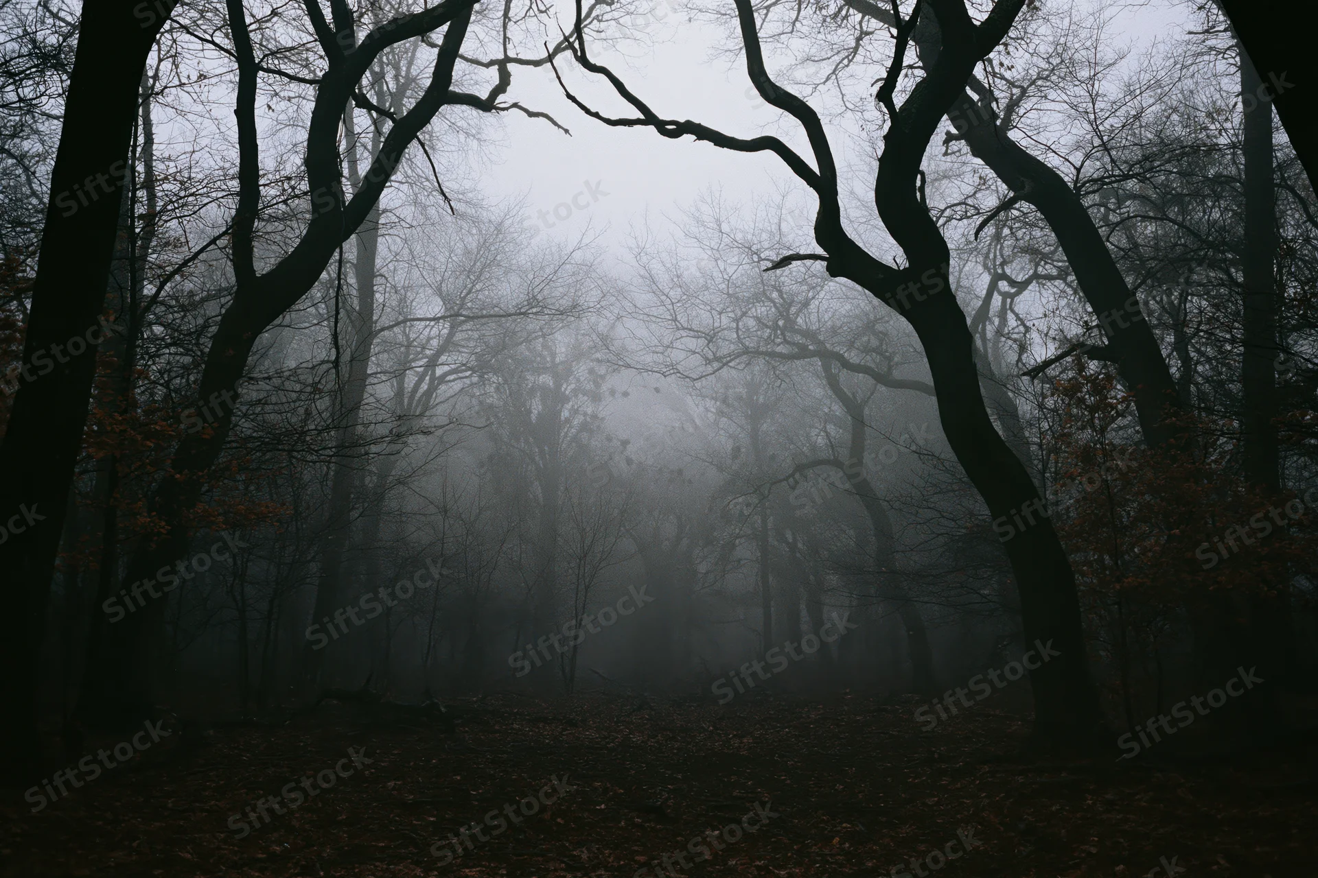 Fog-filled forest with bare twisted trees and leaf-covered ground in dim light