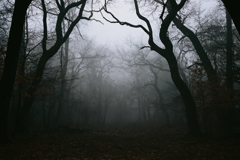 Fog-filled forest with bare twisted trees and leaf-covered ground in dim light