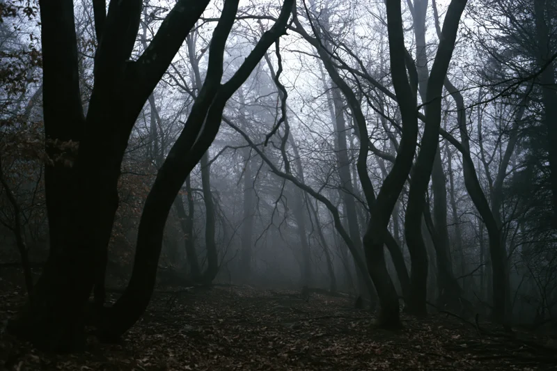 Fog-filled dark forest with bare twisted trees and leaf-covered path