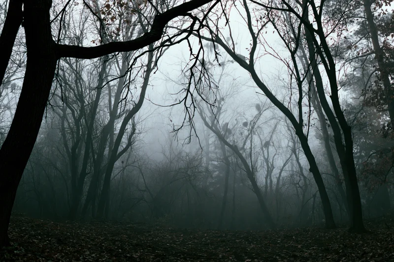 Fog-filled forest with bare twisted trees and leaf-covered ground
