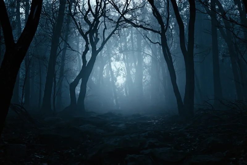 Dark foggy forest at night with bare twisted trees silhouetted against misty light