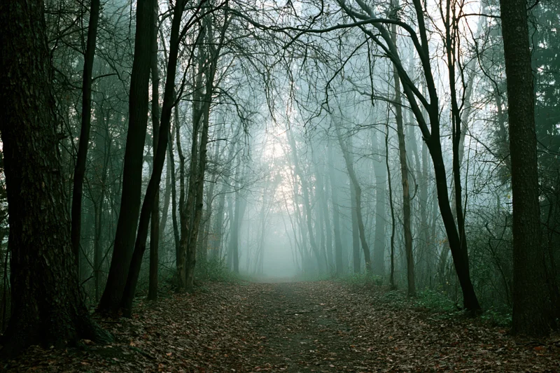 Foggy forest path lined with bare dark trees leading into misty distance