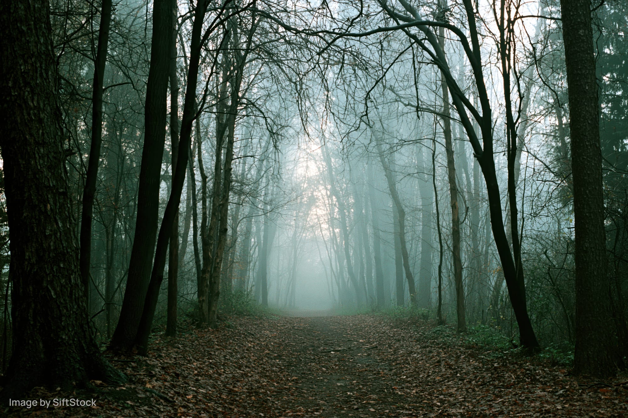 Foggy forest path lined with bare dark trees leading into misty distance