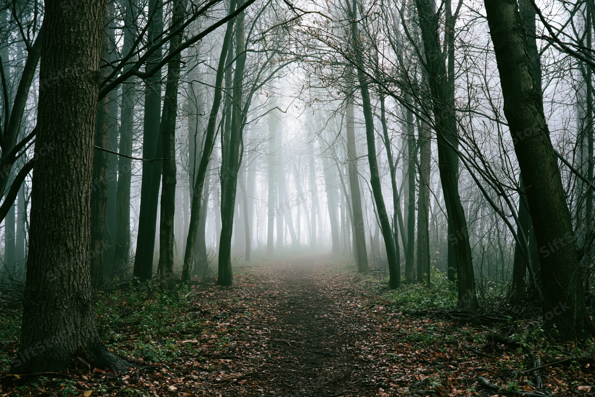Foggy forest path lined with bare dark tree trunks receding into mist