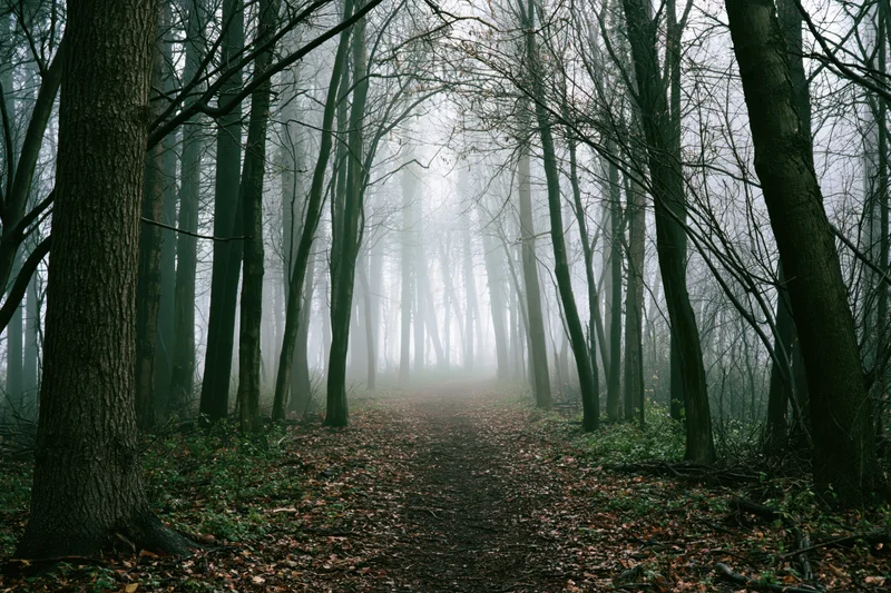 Foggy forest path lined with bare dark tree trunks receding into mist