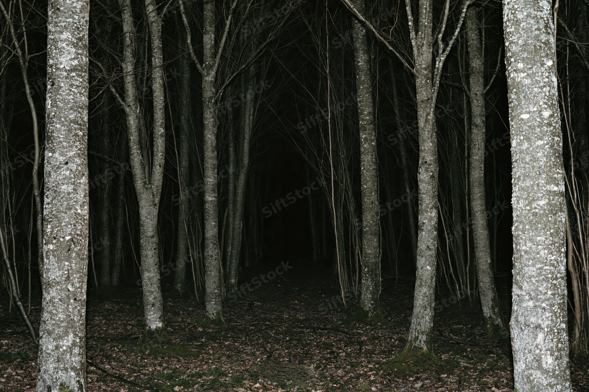 Dark forest path lined with bare deciduous trees at night