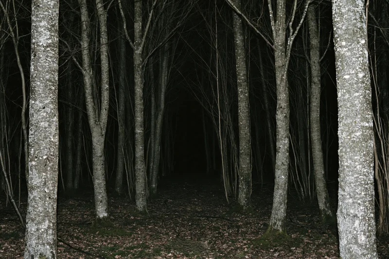 Dark forest path lined with bare deciduous trees at night