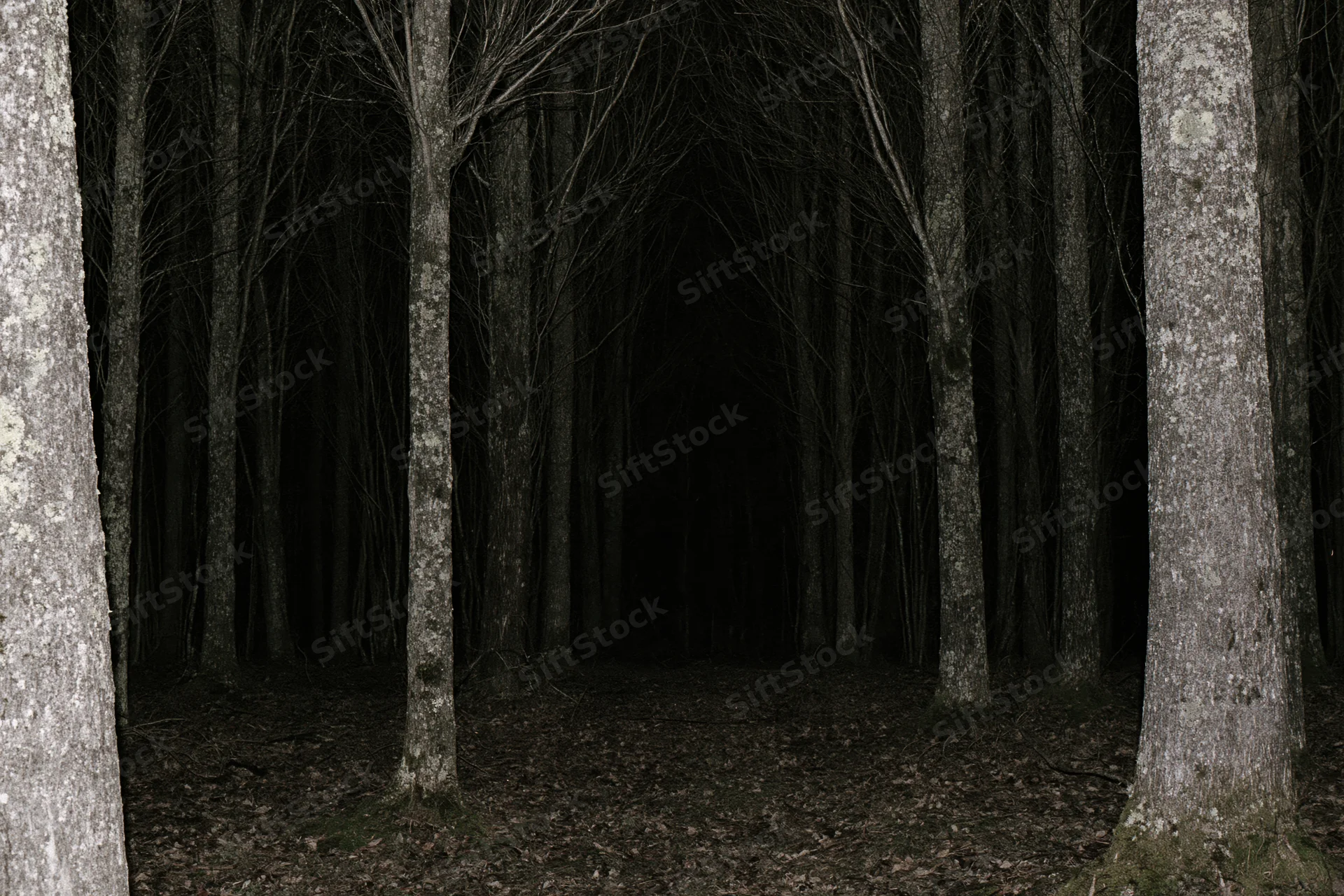 Dark forest interior at night with bare deciduous trees lining a shadowed path