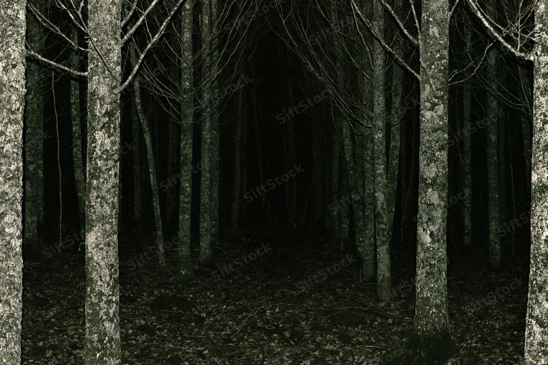 Dark forest interior at night with bare deciduous trees and lichen-covered trunks forming a path through dense woodland
