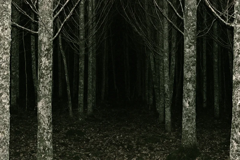Dark forest interior at night with bare deciduous trees and lichen-covered trunks forming a path through dense woodland