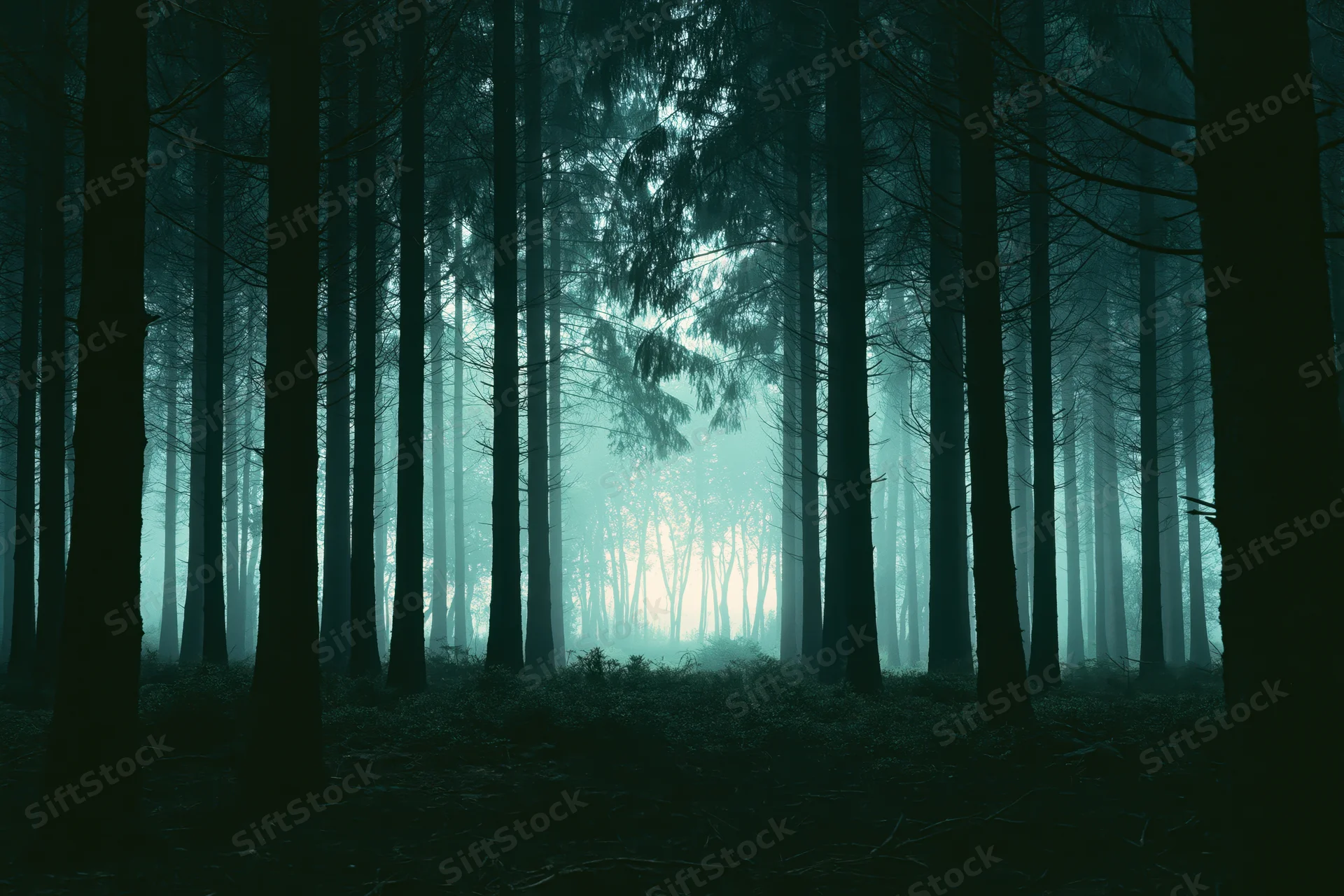 Dense forest interior with tall dark tree trunks in foggy morning light