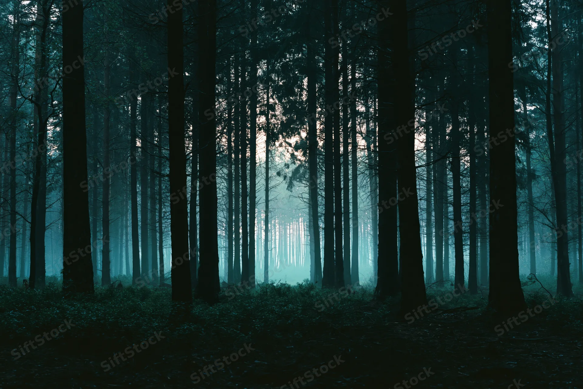 Dense forest interior with tall dark tree trunks in foggy morning light