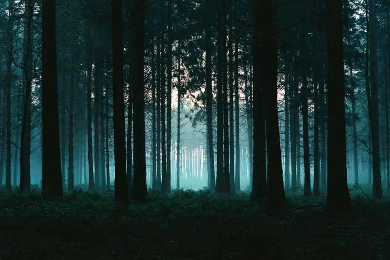 Dense forest interior with tall dark tree trunks in foggy morning light