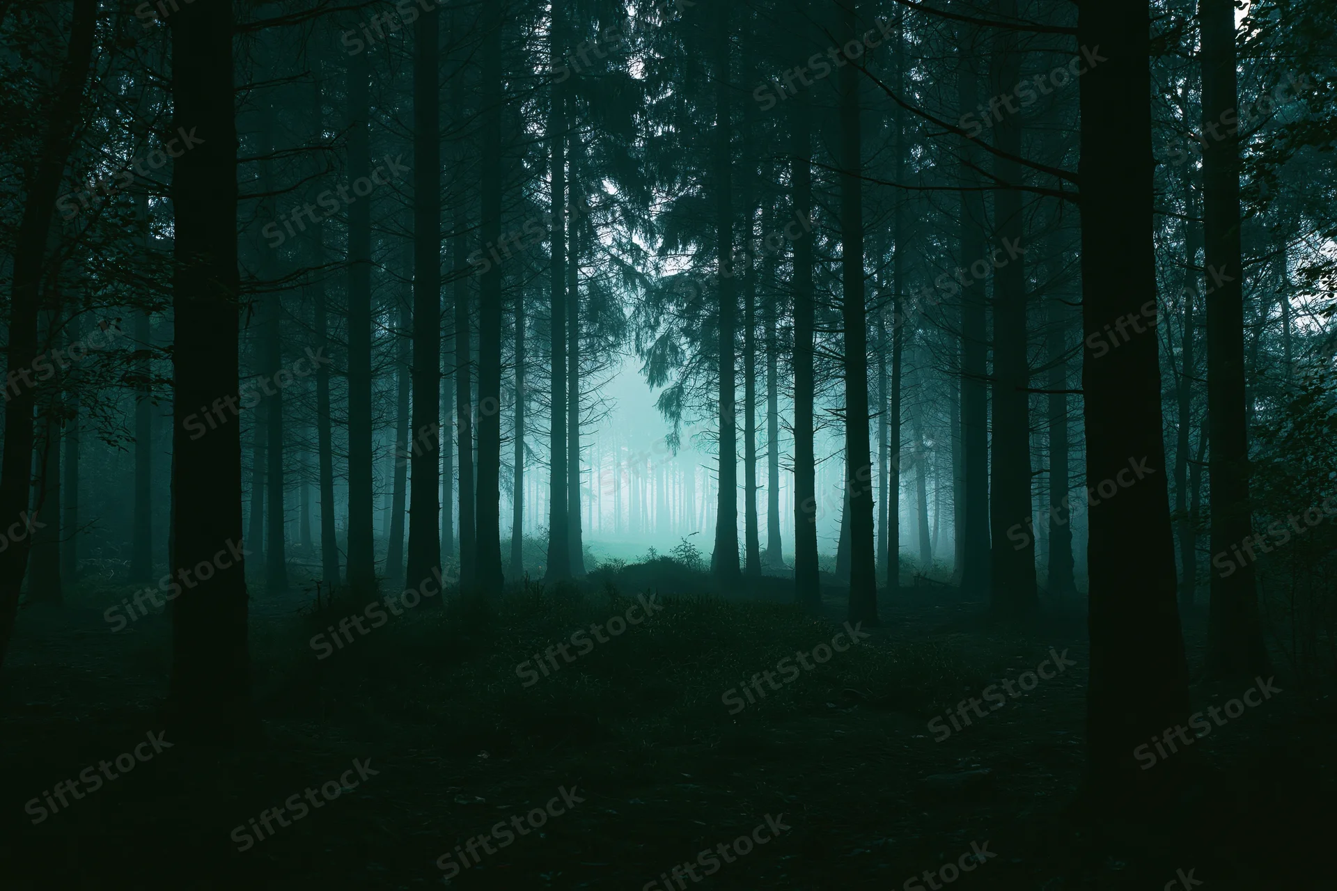 Dense forest interior with tall dark tree trunks in foggy morning light