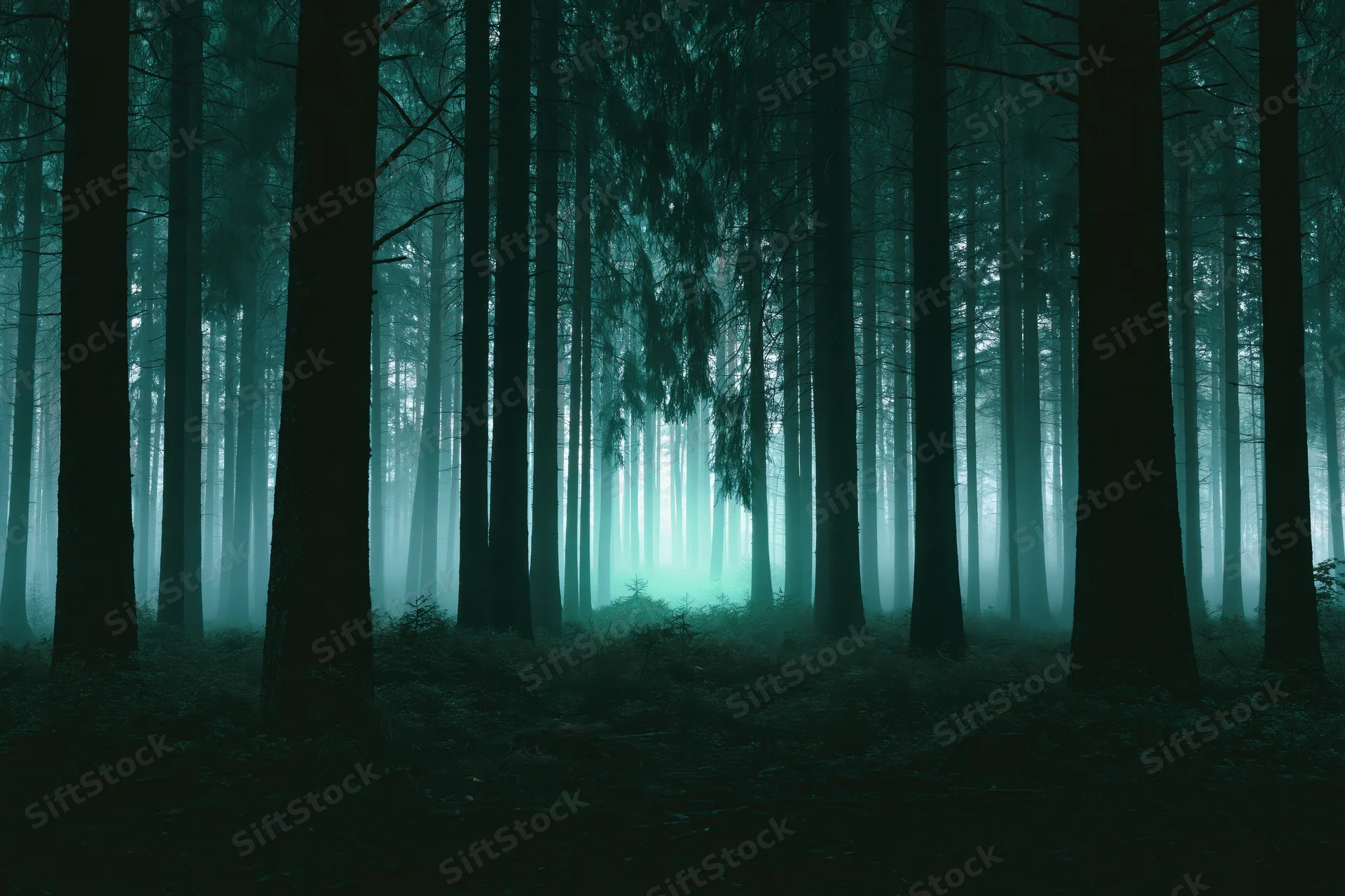 Dense forest interior with tall dark tree trunks in foggy morning light