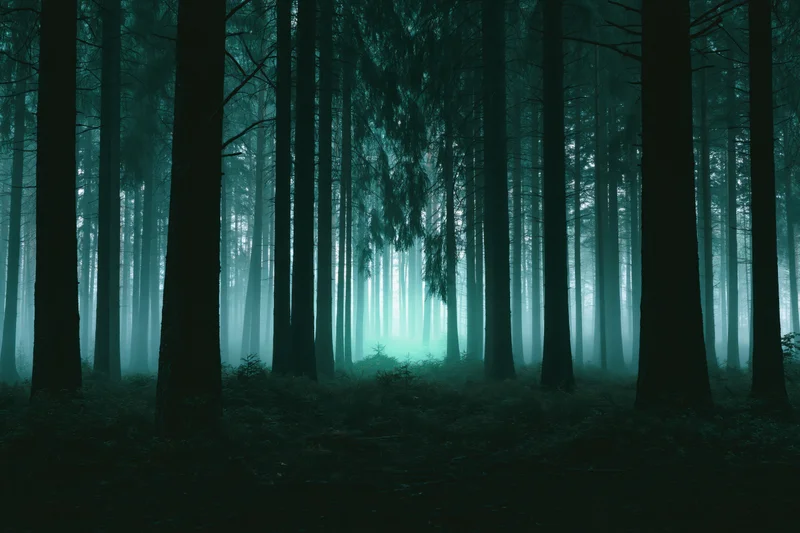 Dense forest interior with tall dark tree trunks in foggy morning light