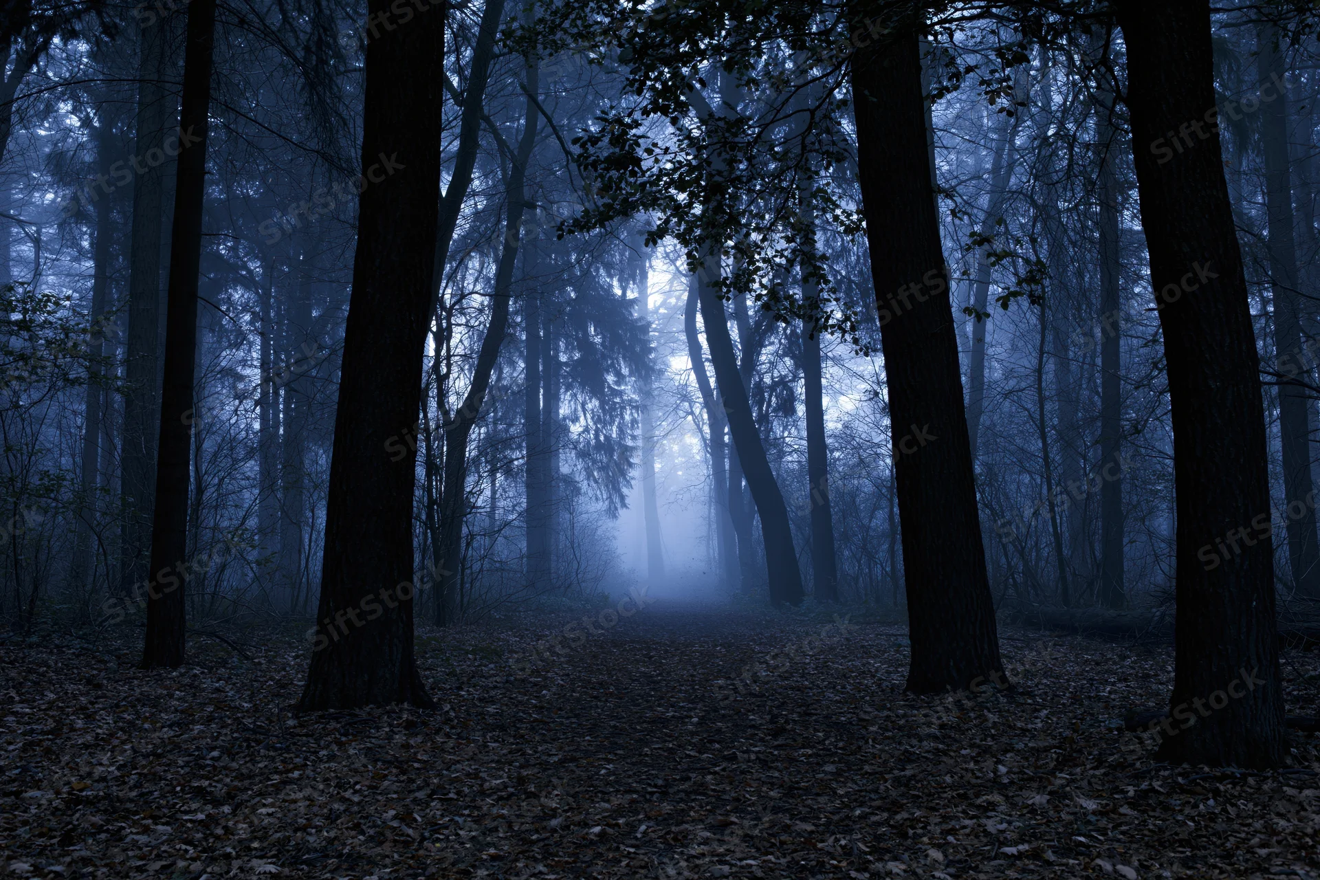 Foggy forest path at night with tall trees and fallen leaves