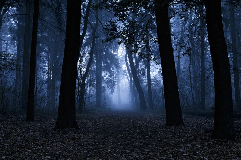 Foggy forest path at night with tall trees and fallen leaves