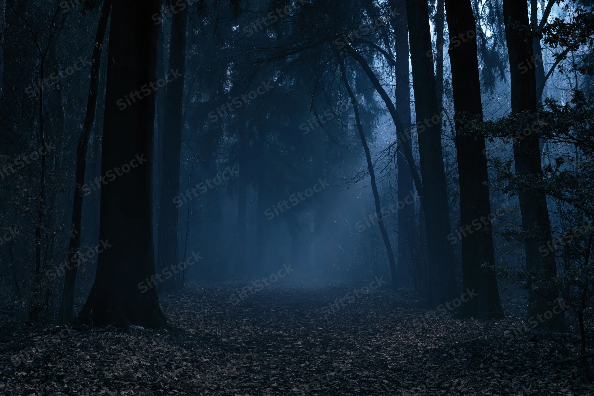 Foggy forest path at night with tall trees and fallen leaves