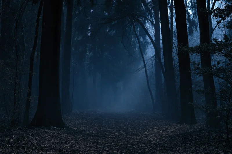 Foggy forest path at night with tall trees and fallen leaves