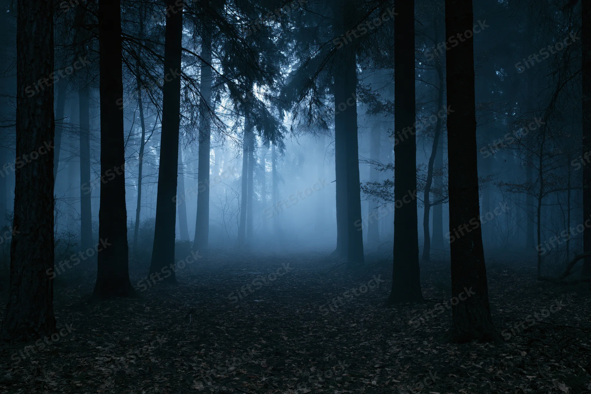 Foggy forest path at night with tall trees and dim light filtering through the mist