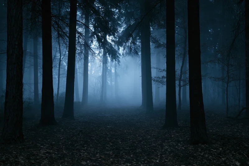 Foggy forest path at night with tall trees and dim light filtering through the mist