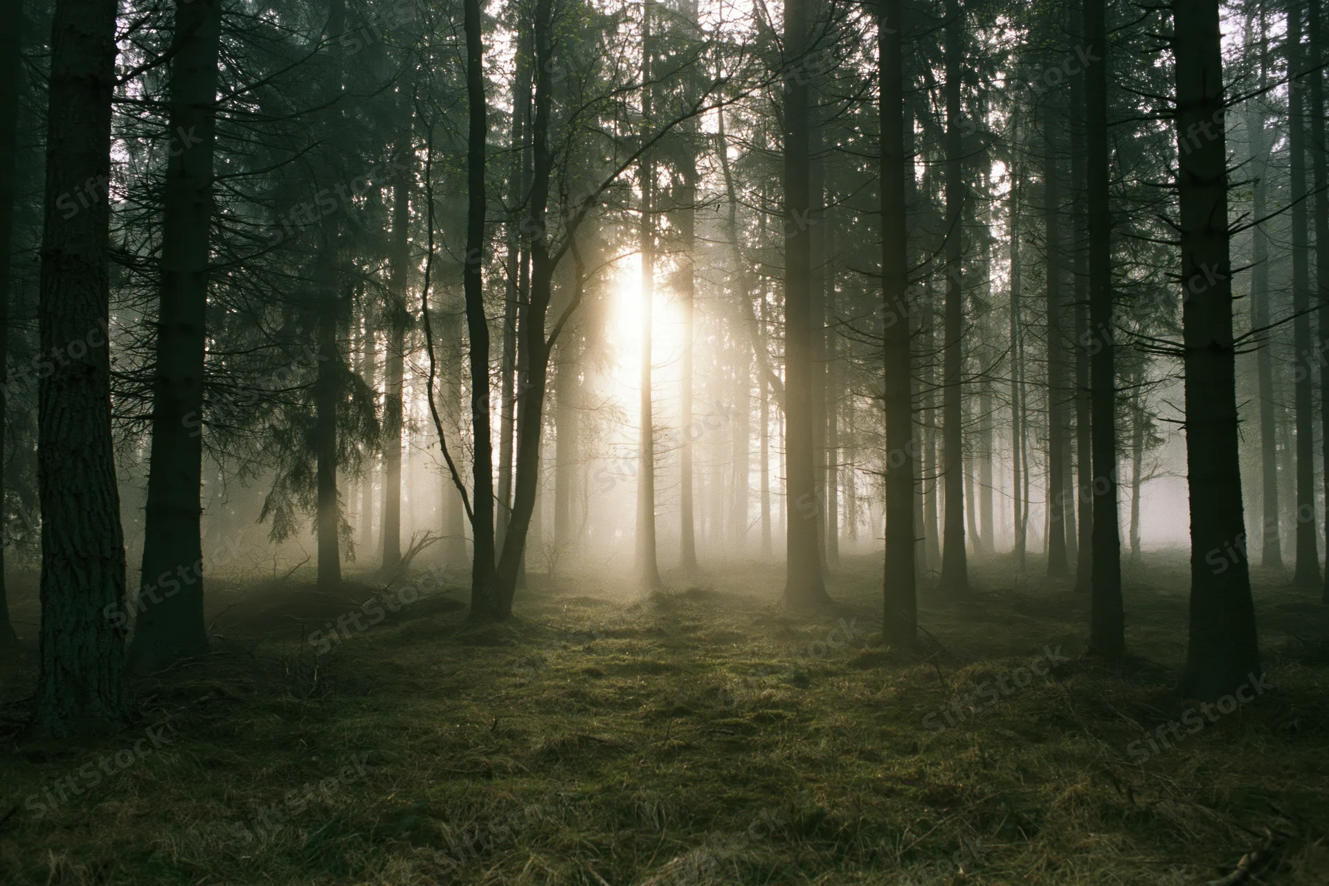 Sunlight filtering through tall trees in a foggy forest at dawn