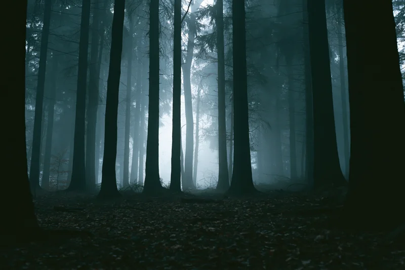Dense temperate forest interior shrouded in heavy fog with tall trees and leaf-covered ground