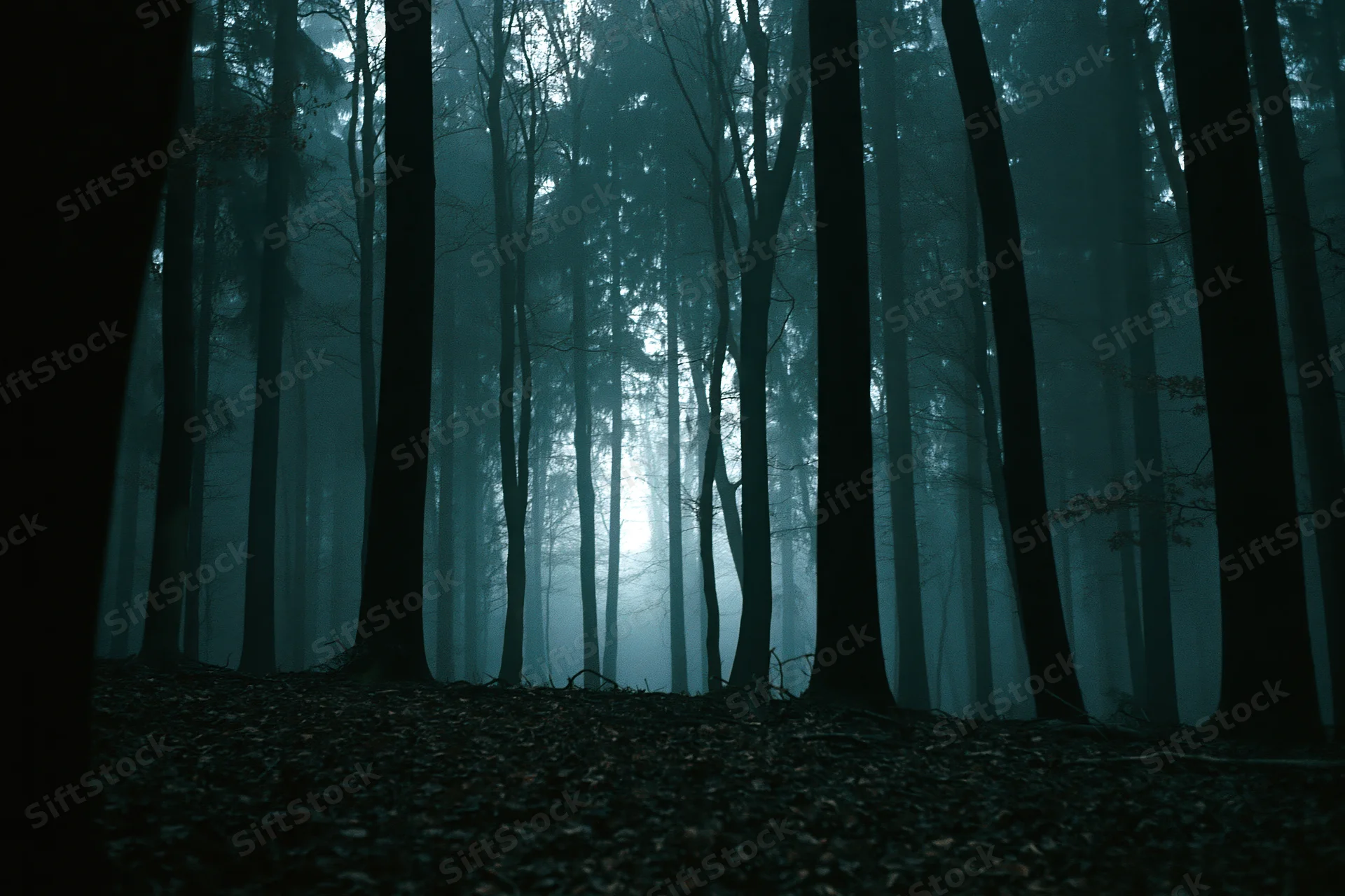Dense temperate forest interior shrouded in heavy fog with tall trees and leaf-covered ground