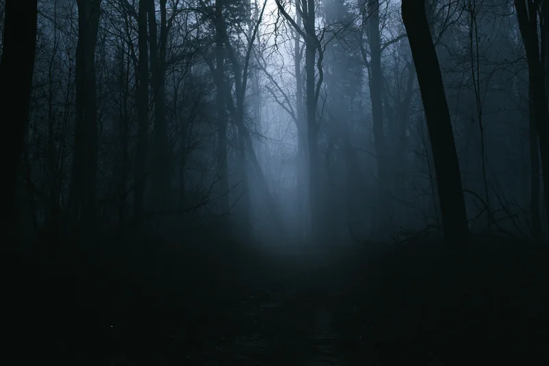Dark forest path winding through dense foggy woodland at night
