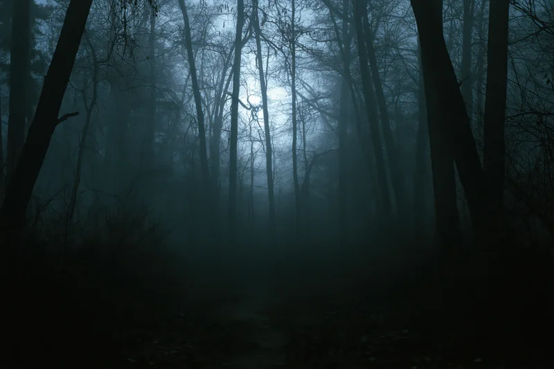 Dark forest path winding through foggy woodland at night with bare trees and dim light filtering through the mist