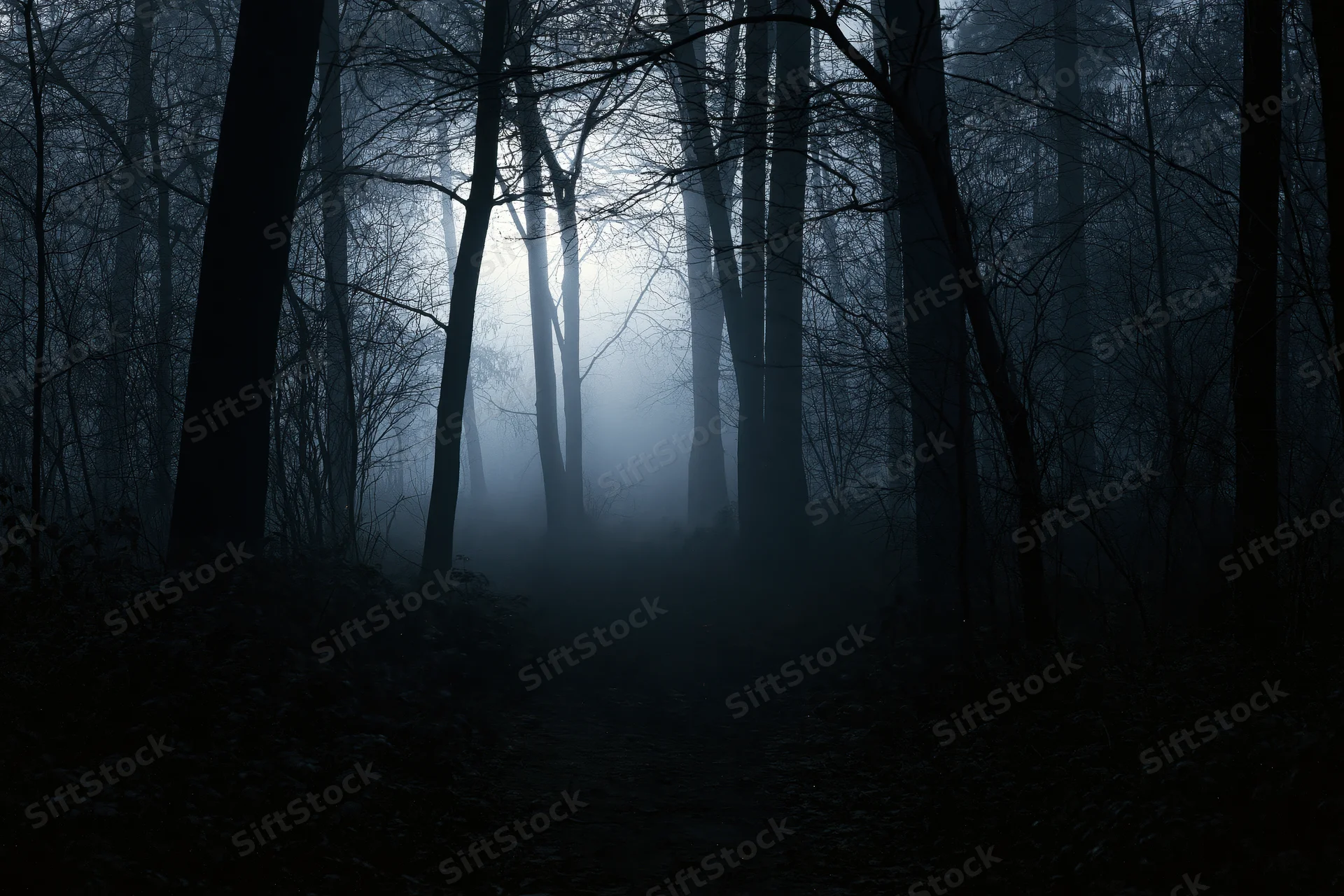 Dark forest path winding through foggy woodland at night with bare trees and dim light filtering through the mist