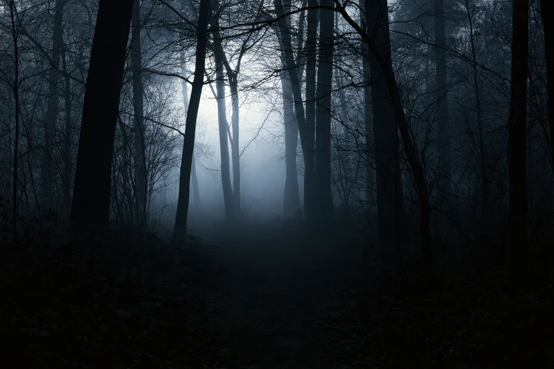 Dark forest path winding through foggy woodland at night with bare trees and dim light filtering through the mist