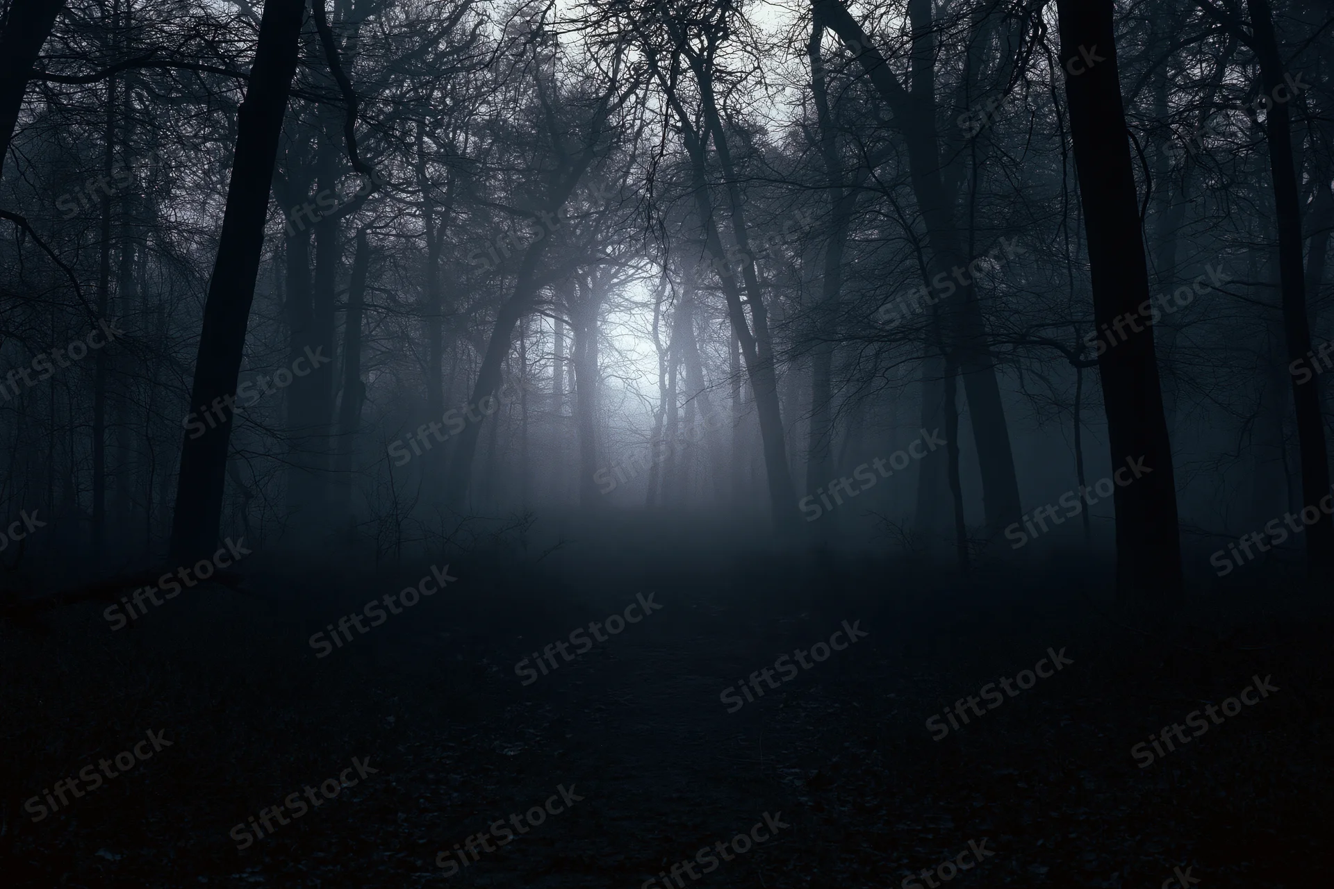 Dark forest path winding through foggy woodland at night with bare trees and dim light filtering through the mist