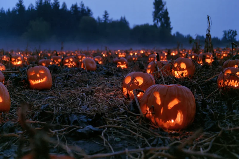 Dozens of carved jack-o-lanterns glowing in a field at dusk