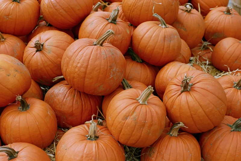 Pumpkins piled together on hay at a fall harvest market