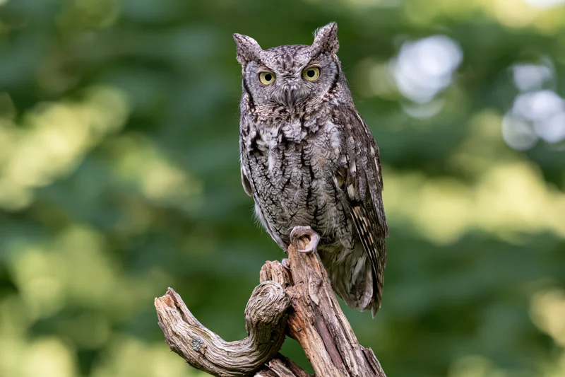 Eastern screech owl perched upright on a weathered twisted branch in a green forest setting