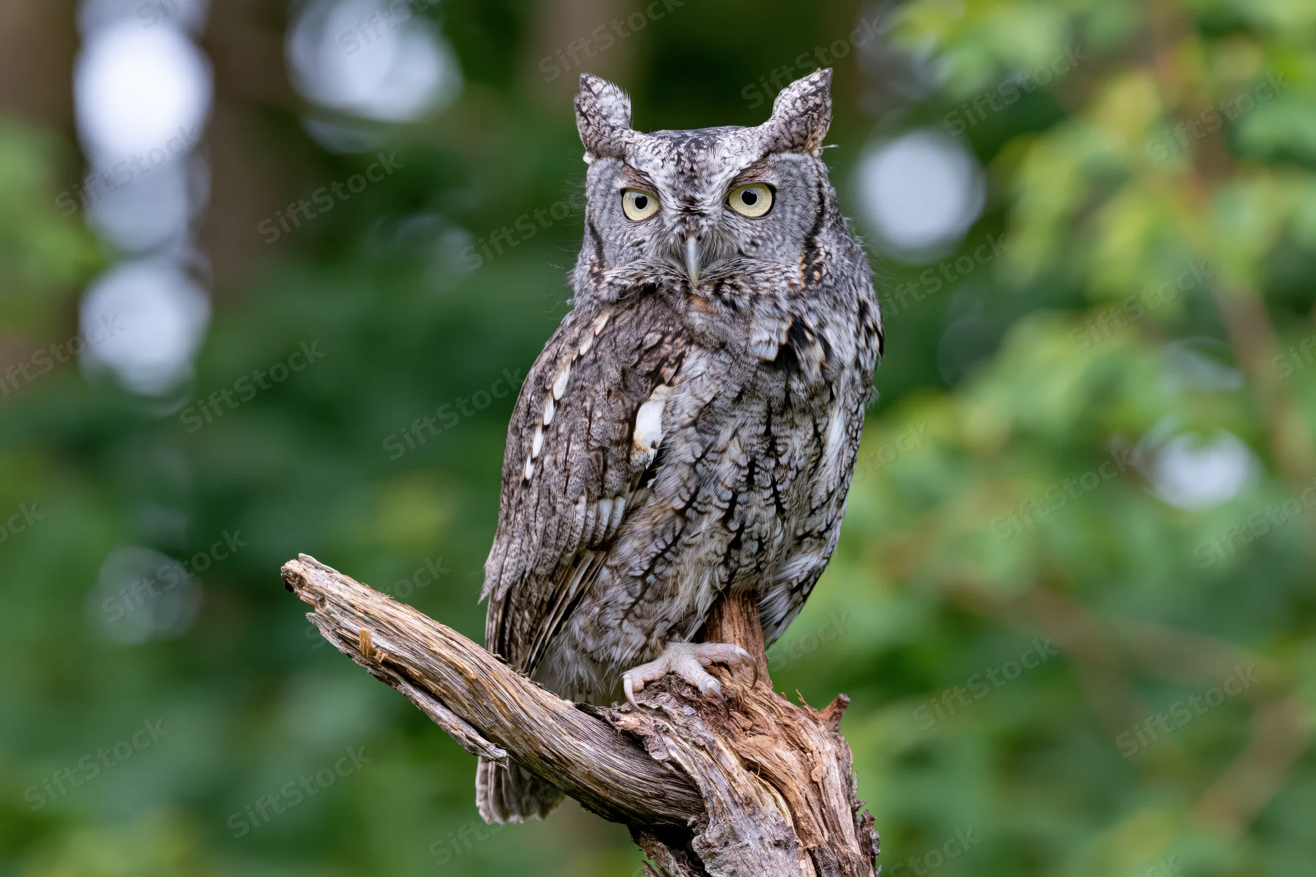 Eastern screech owl perched upright on a weathered branch in a green forest setting