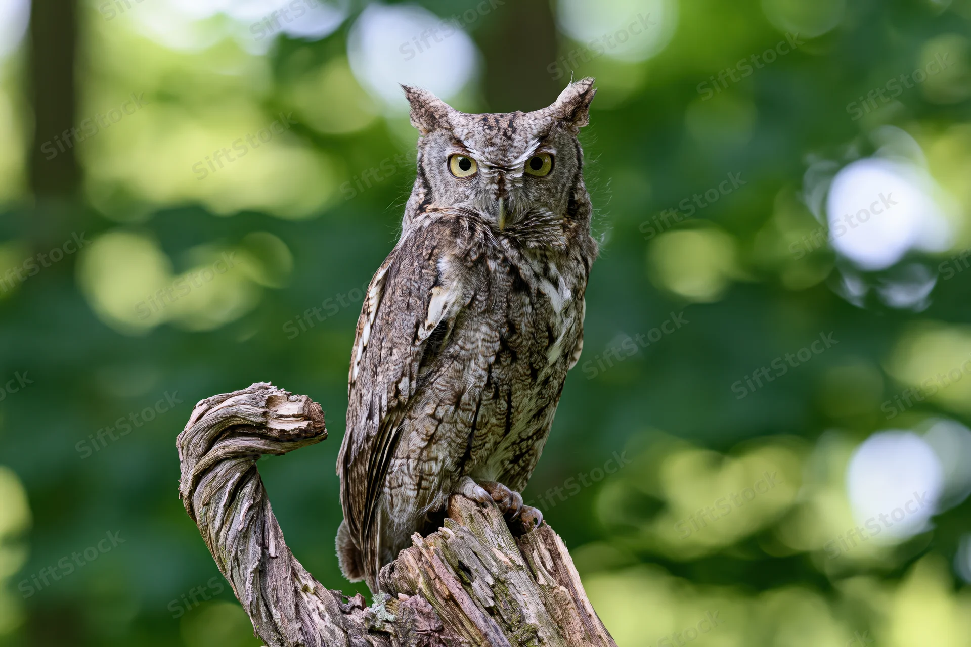 Eastern screech owl perched upright on a weathered twisted branch in a green forest