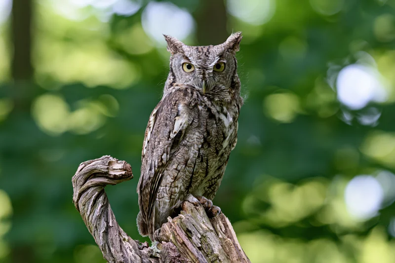 Eastern screech owl perched upright on a weathered twisted branch in a green forest