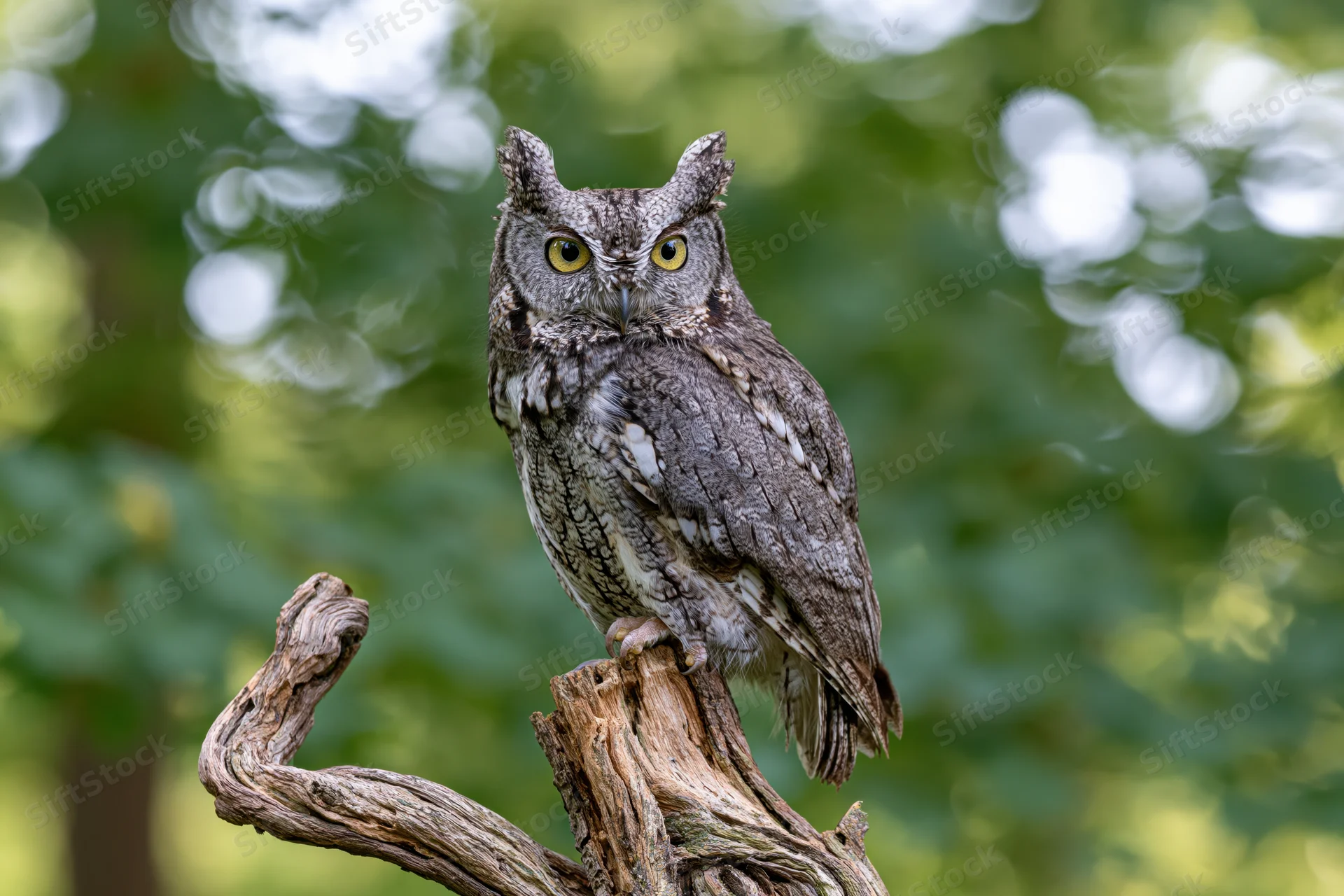 Eastern screech owl perched upright on a weathered twisted branch in a green forest setting