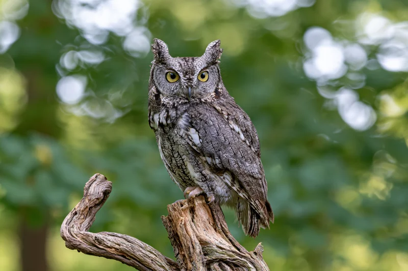 Eastern screech owl perched upright on a weathered twisted branch in a green forest setting