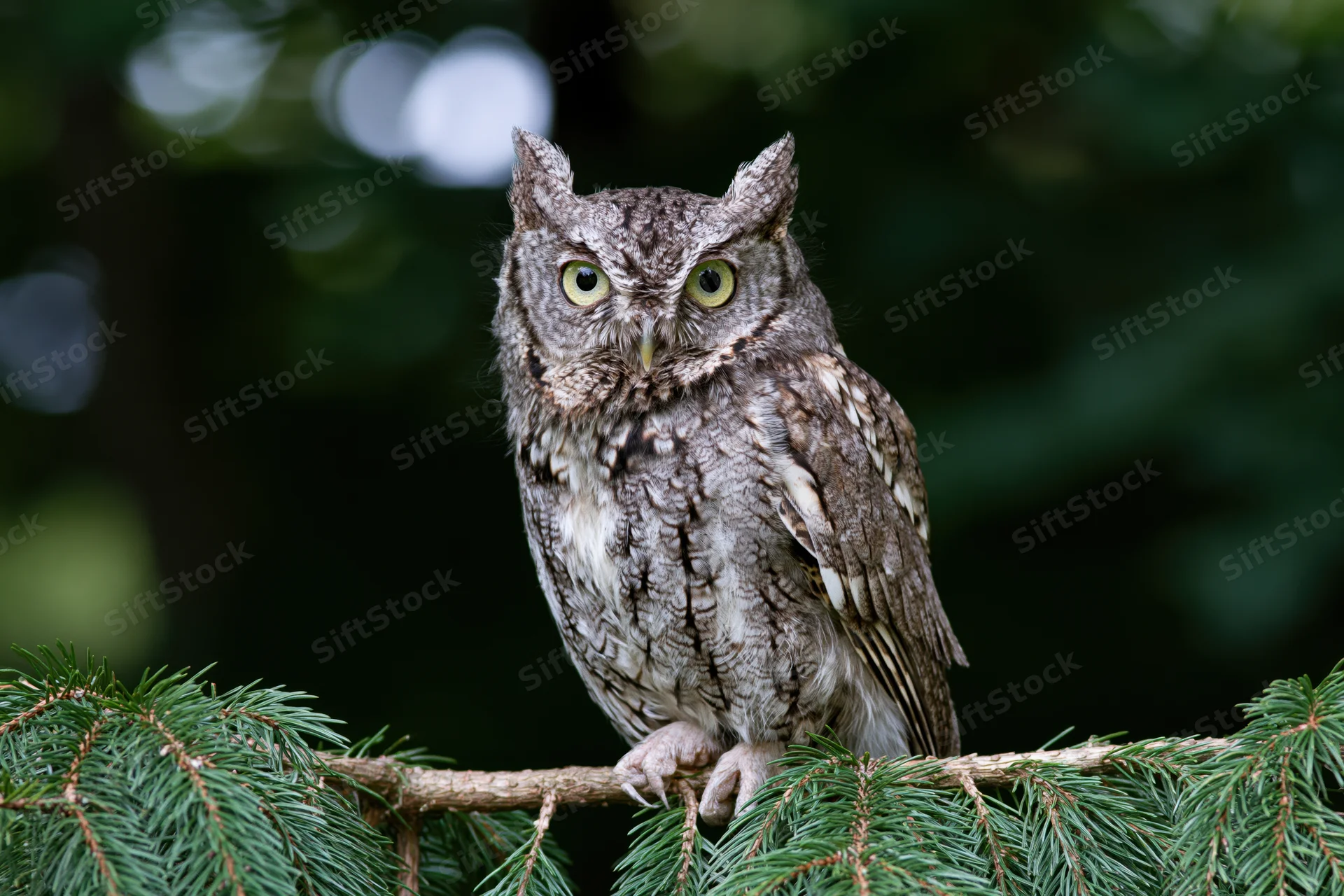 Eastern screech owl perched on a conifer branch gripping with talons in a forest setting