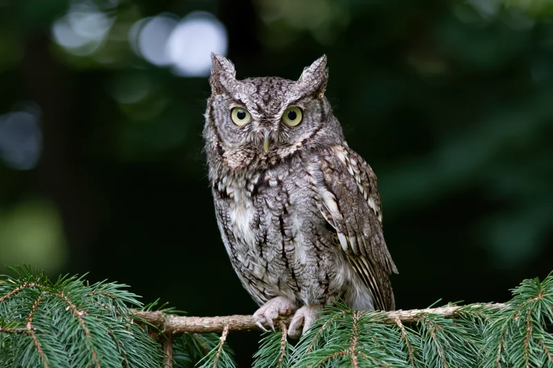 Eastern screech owl perched on a conifer branch gripping with talons in a forest setting