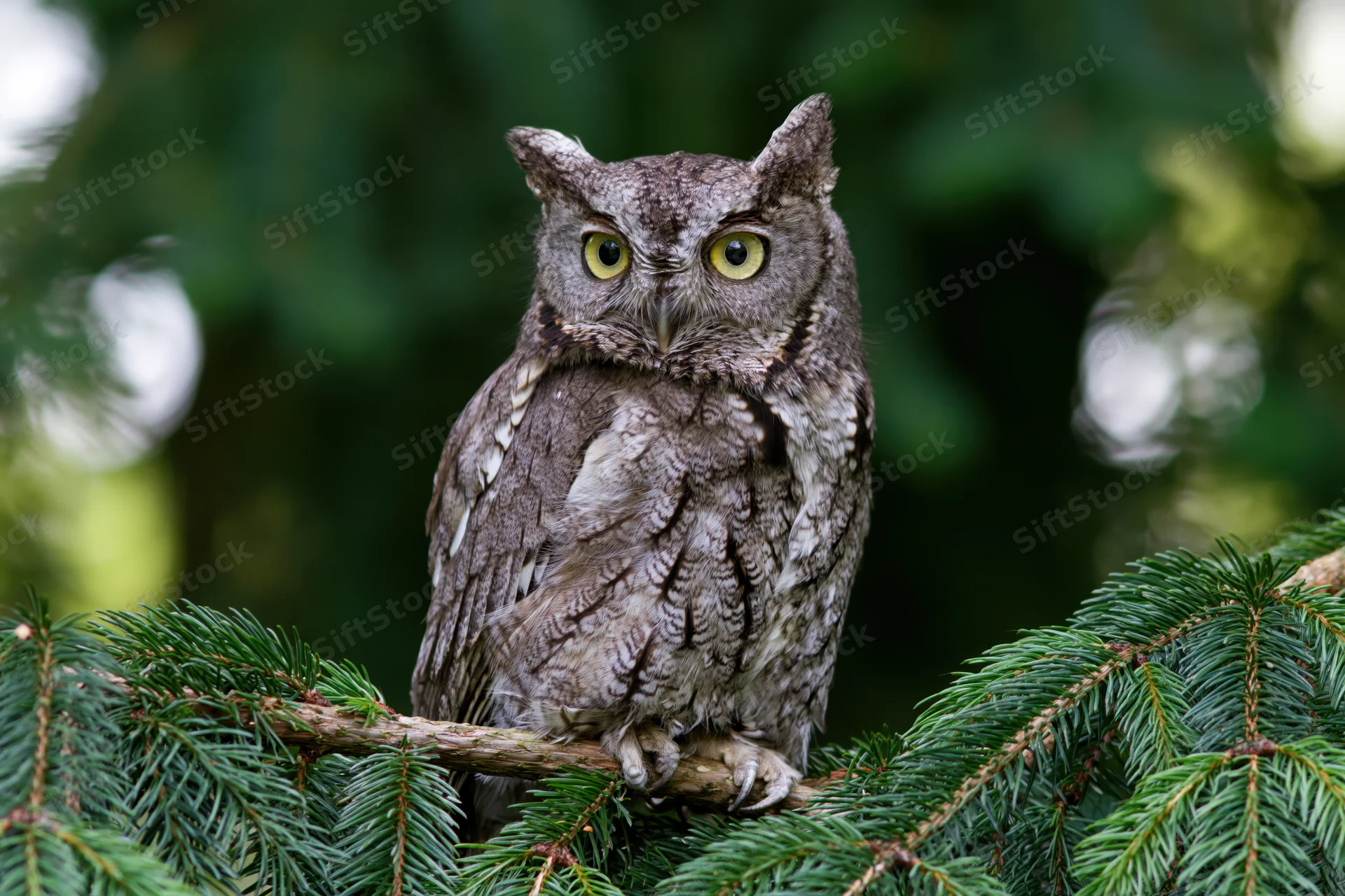 Eastern screech owl perched on a conifer branch gripping with talons, alert and focused in a forest setting