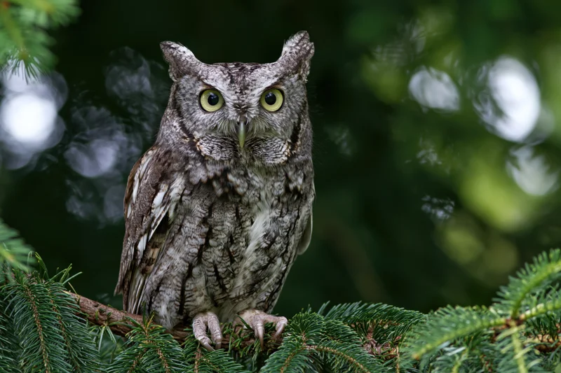 Eastern screech owl perched on a conifer branch gripping with talons in a forest setting