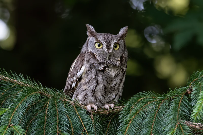 Eastern screech owl perched on a conifer branch gripping with talons in a forest setting