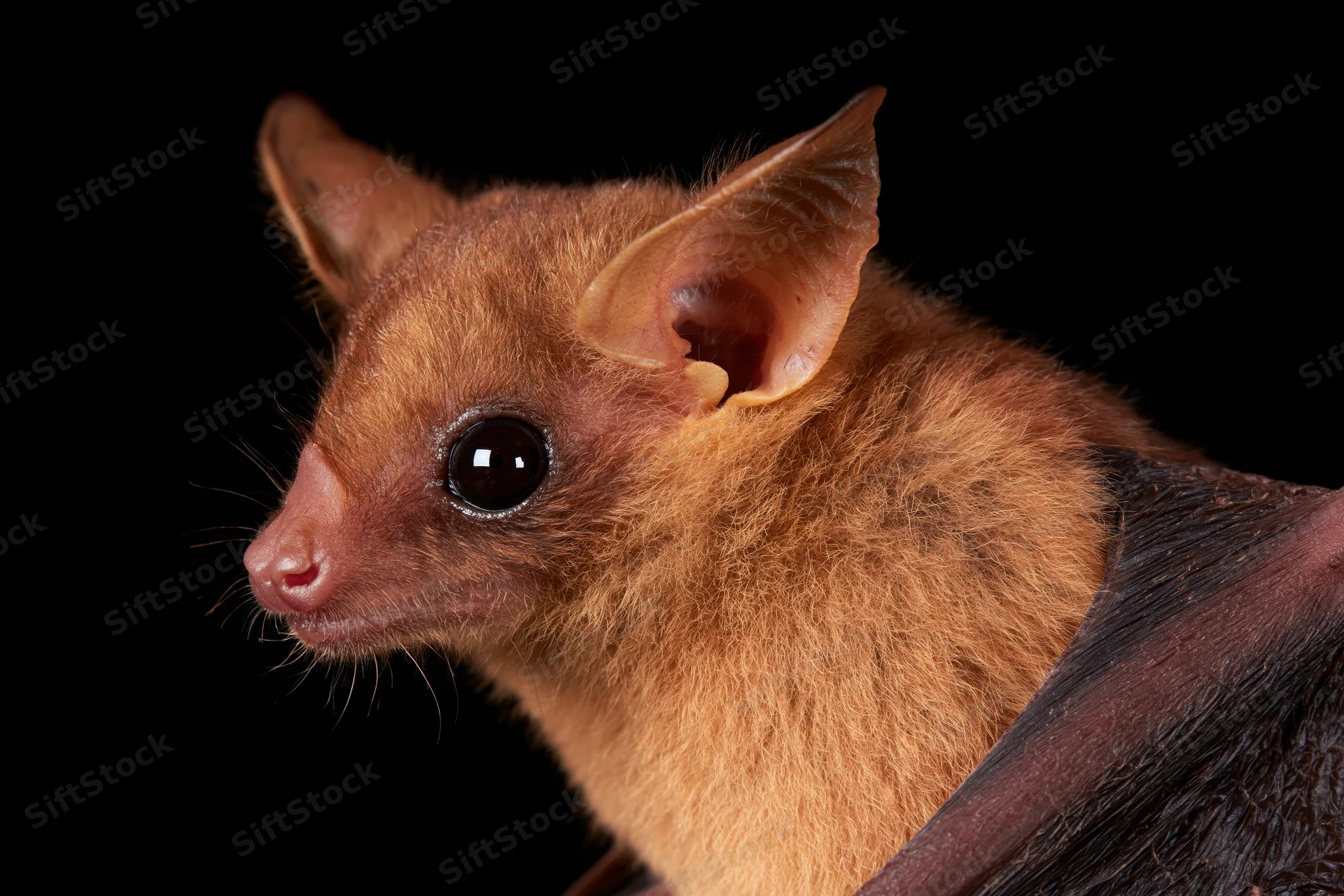 Close-up profile of an egyptian fruit bat with brown fur and large eyes against black background