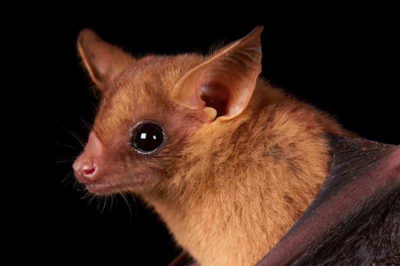 Close-up profile of an egyptian fruit bat with brown fur and large eyes against black background