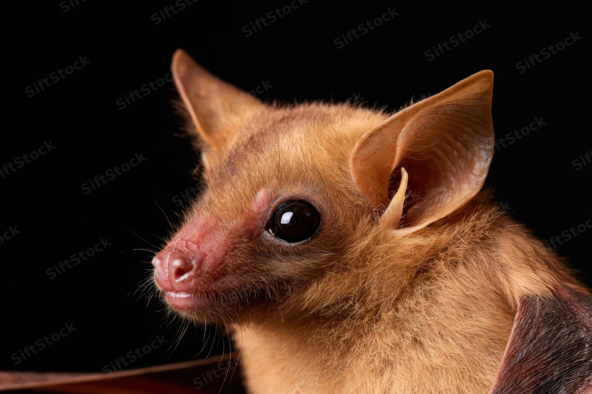 Close-up portrait of an egyptian fruit bat facing slightly left against a black background
